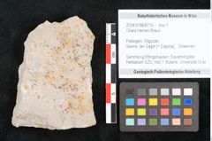 Foto (Objekt + Etikett) von Chara meriani Braun (NHMW-GEO-2024-0188-6716)